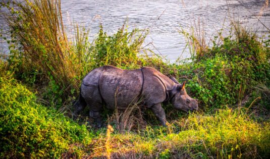 One Horned Rhino, 3 nights 4 days Chitwan Tour