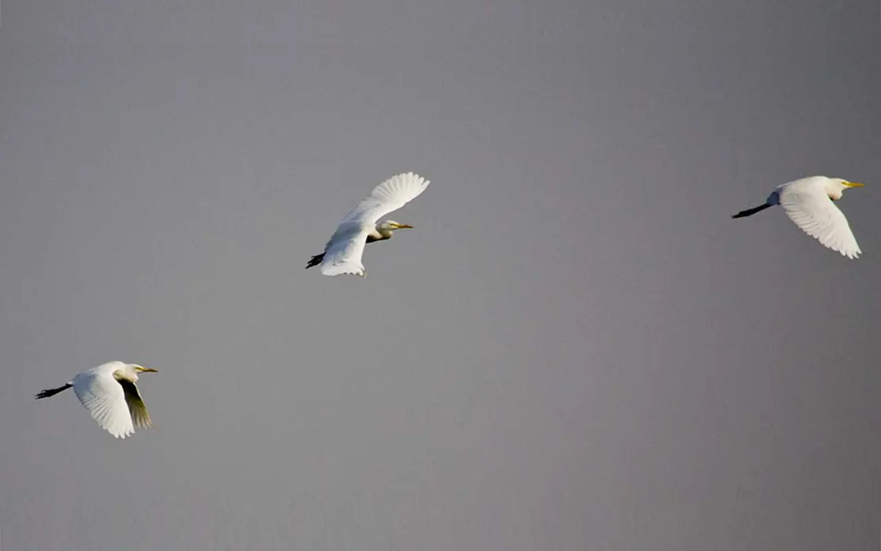 Koshi Tappu Wildlife