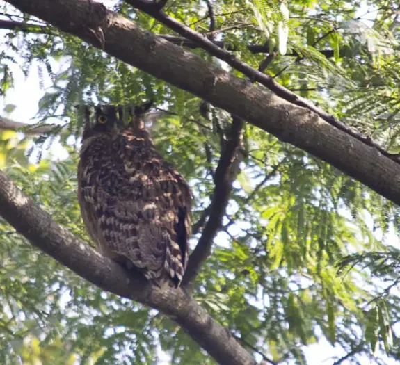Koshi Tappu Wildlife Reserve