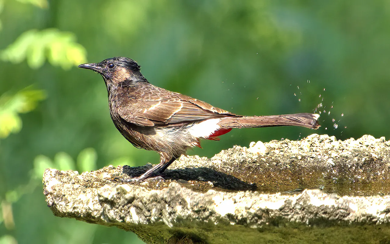 Red-vented bulbul
