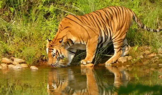Royal Bengal Tiger In Bardia